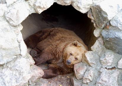 Картинка Медведь спит в берлоге для детей   лучшие фото (11)