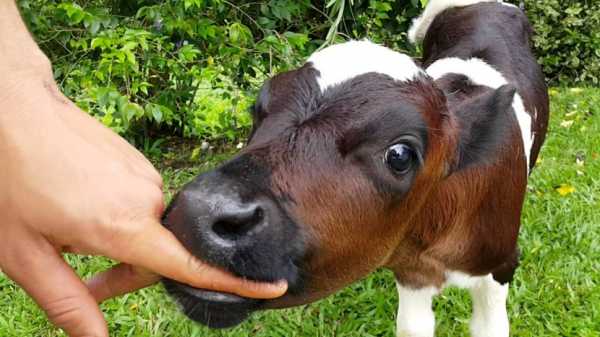 Картинка корова с теленком для детского сада   подборка (13)