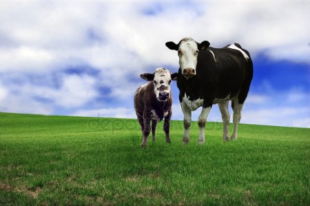 Картинка корова с теленком для детского сада   подборка (6)