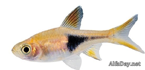 Картинка рыбки на прозрачном фоне для детей (2)
