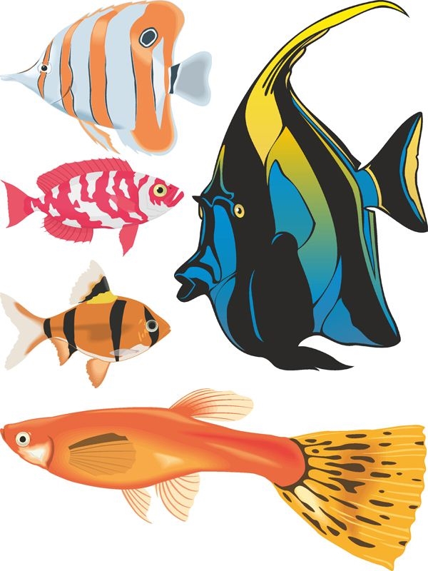 Картинка рыбки на прозрачном фоне для детей (22)