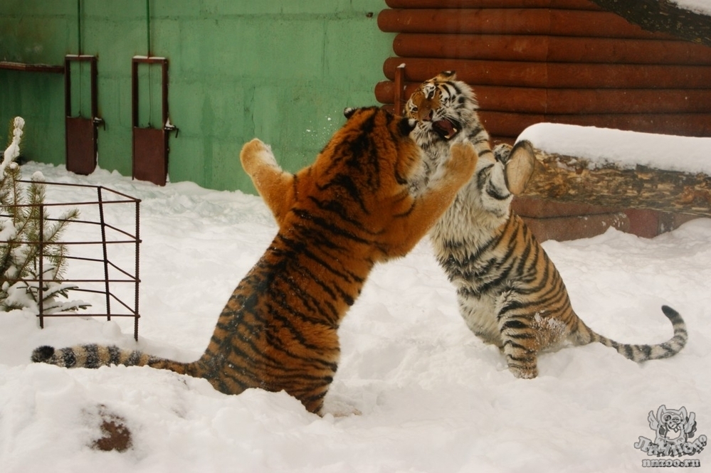 Картинки амурский тигр фото 011