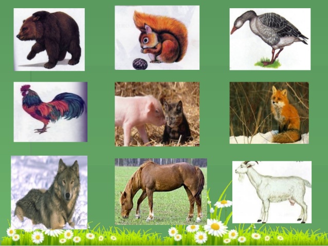 Картинки дикие и домашние животные 1 класс (2)