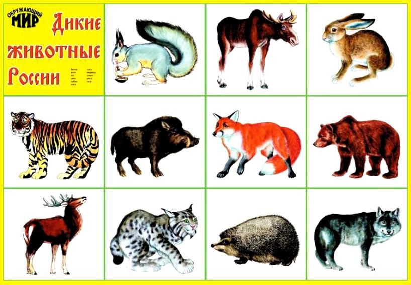 Картинки диких животных с надписью 007