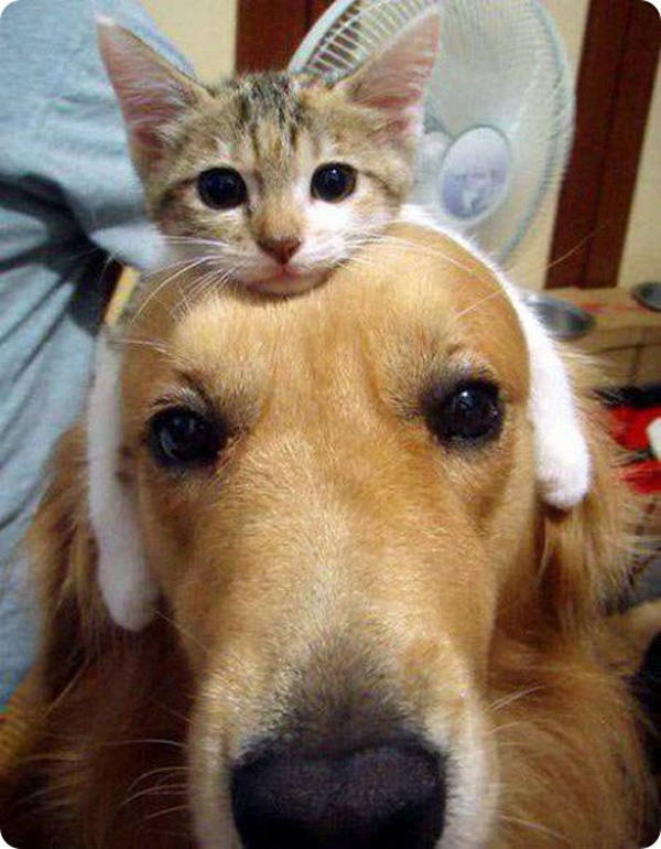Картинки кошка с собакой   прикольные фото 002