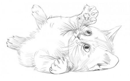 Картинки кошки карандашом для срисовки 003