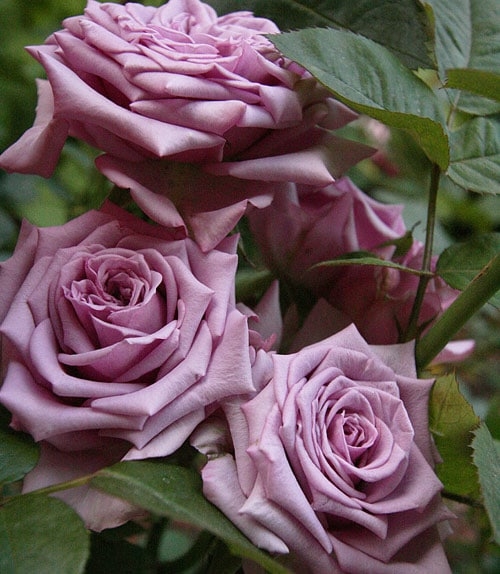 Картинки красивые розы в саду 007