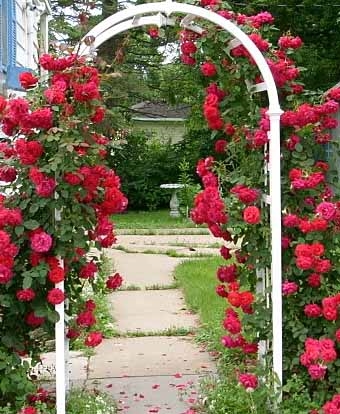 Картинки красивые розы в саду 019