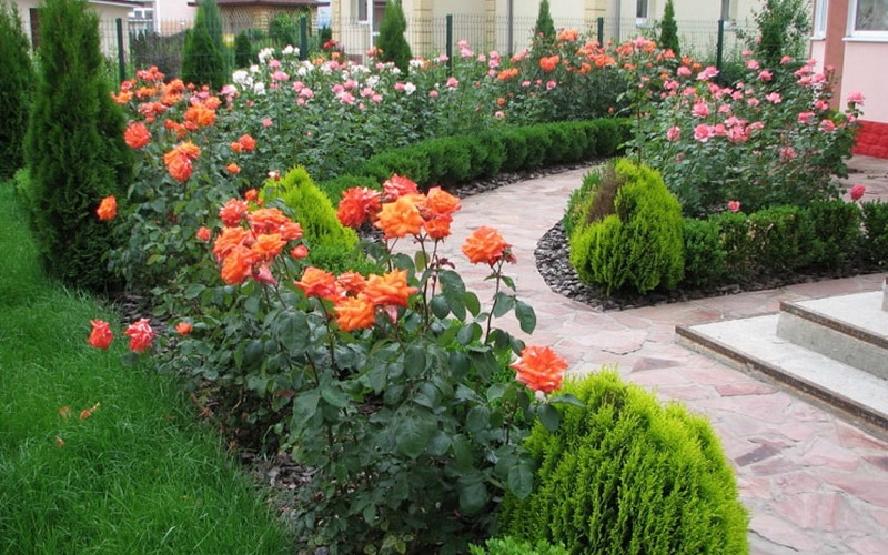 Картинки красивые розы в саду 024