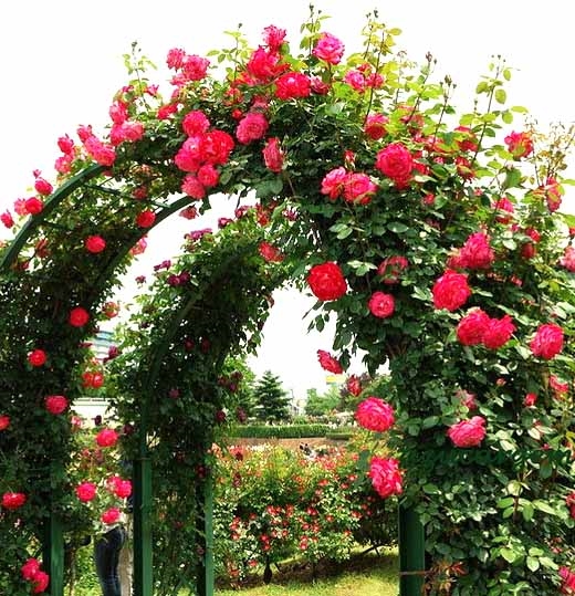 Картинки красивые розы в саду 026