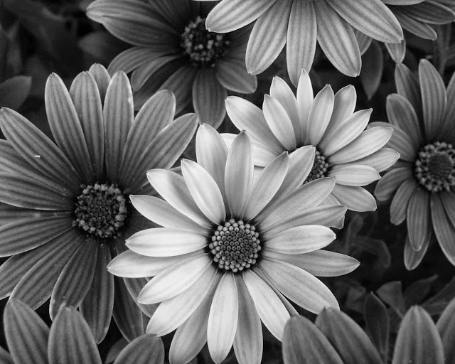 Картинки красивые черно белые цветы007