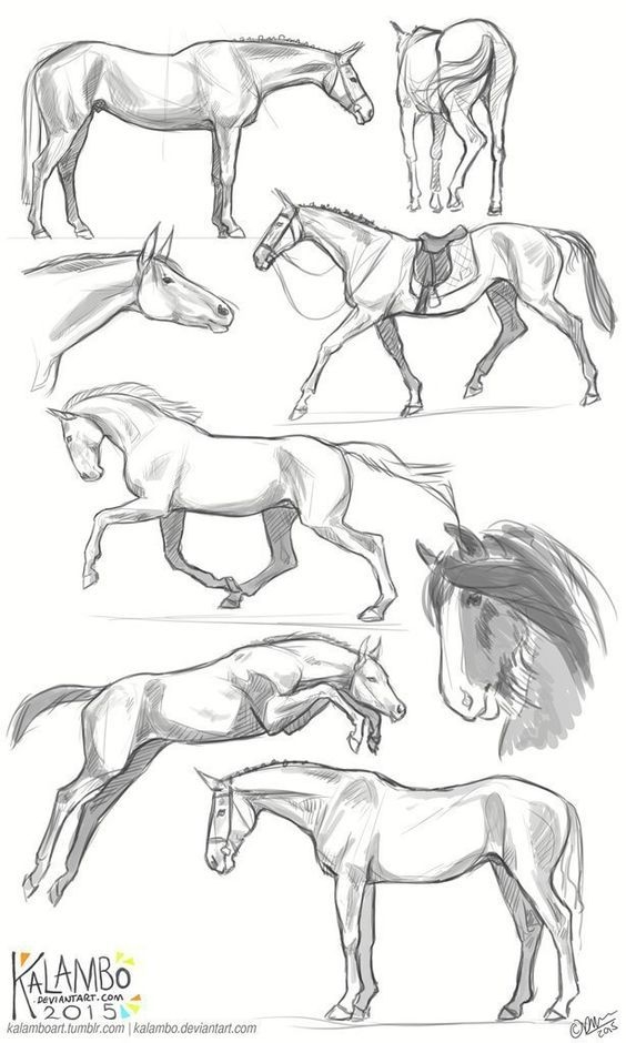 Картинки лошади для срисовки карандашом 014
