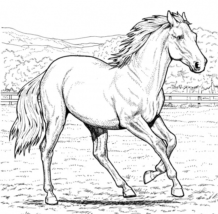 Картинки лошади для срисовки карандашом 025
