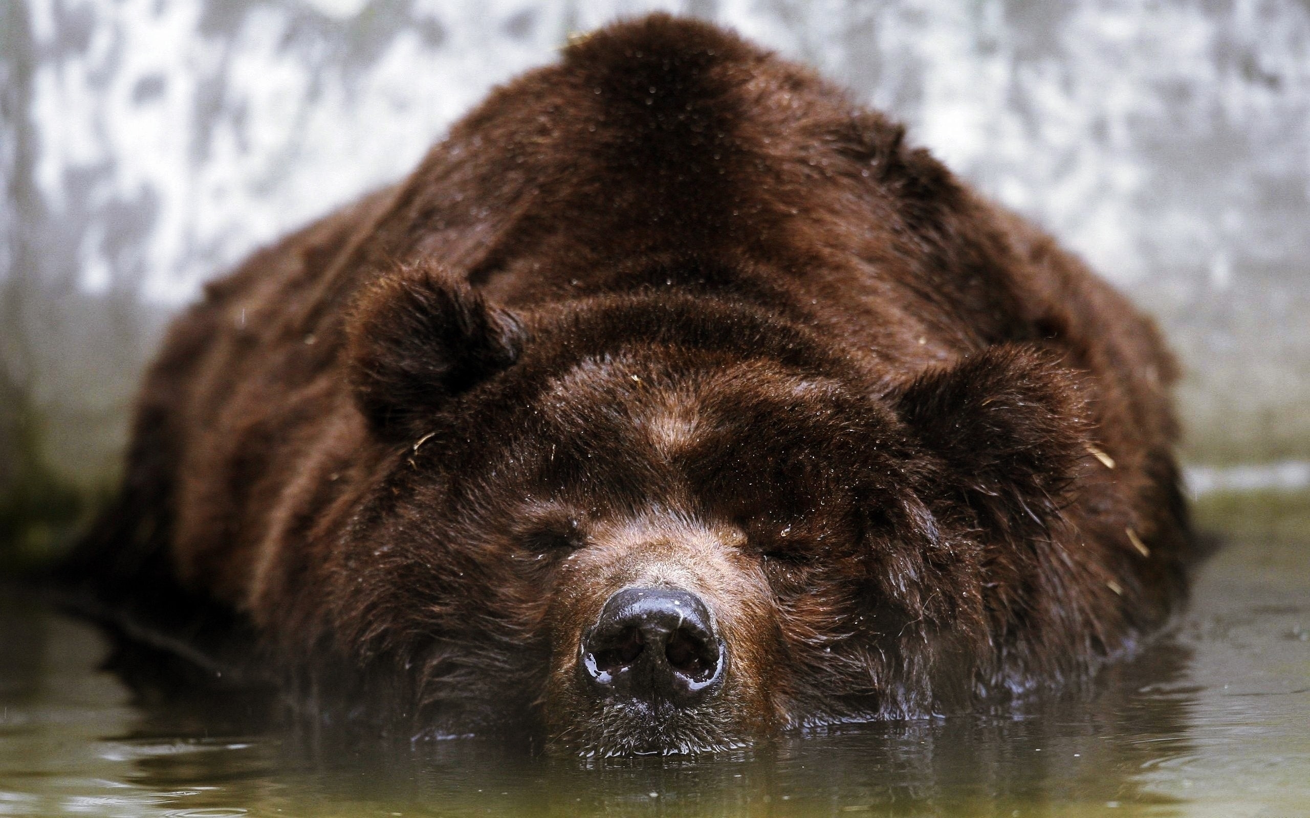 Фото высокого качества медведь