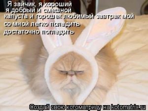 Картинки мой любимый зайчик 019