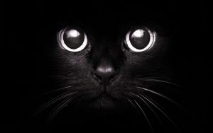 Картинки на аву кошка черная   фото 019