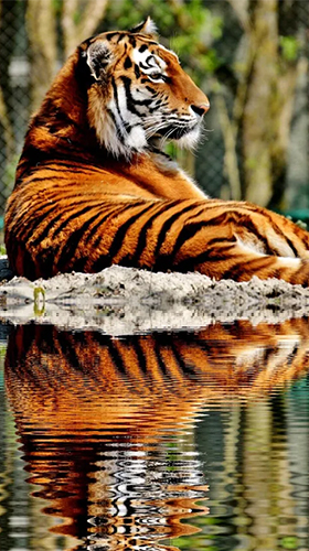 Картинки на телефон с тиграми   скачать бесплатно (13)
