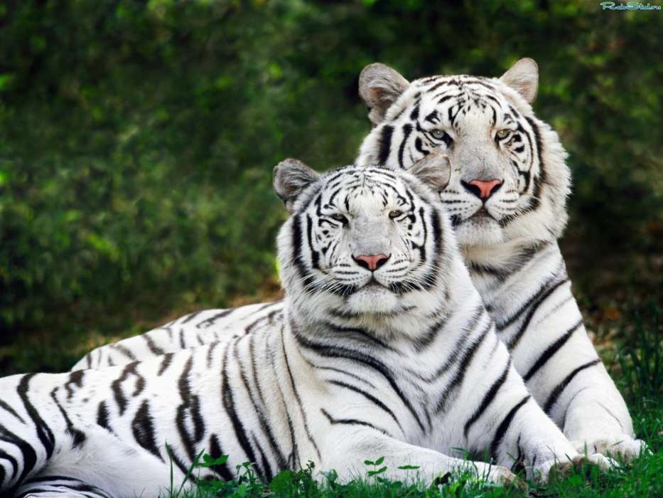 Картинки на телефон с тиграми   скачать бесплатно (14)