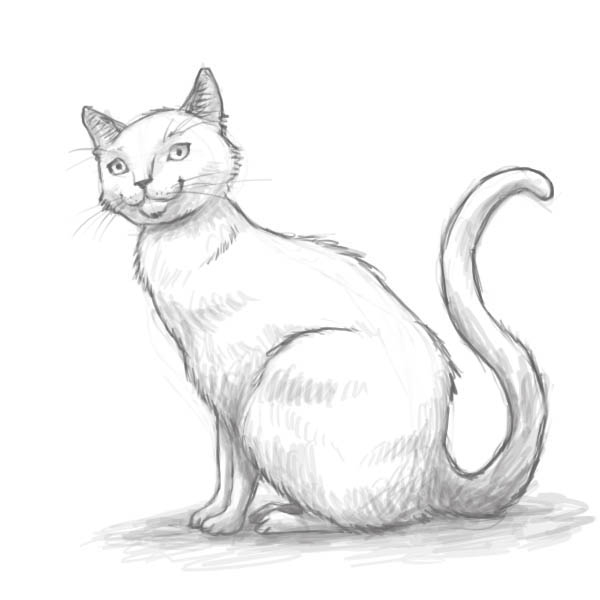 Картинки нарисованные котики карандашом 019