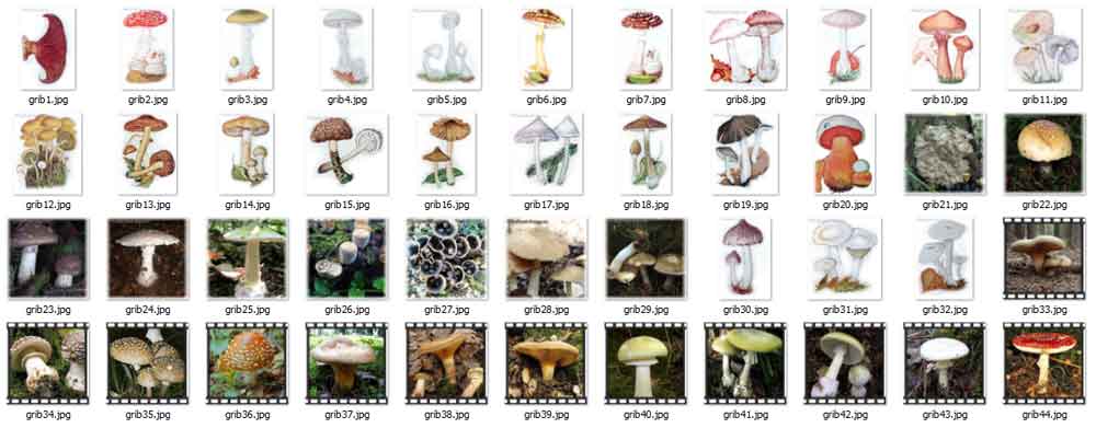 Картинки несъедобных грибов для детей с названиями   сборка (18)