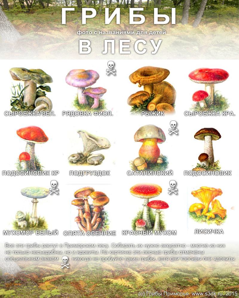 Картинки несъедобных грибов для детей с названиями   сборка (4)