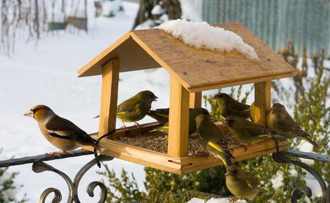 Картинки помоги птицам зимой   подборка 009