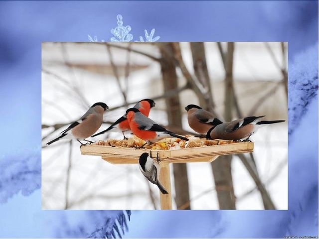 Картинки помоги птицам зимой   подборка 027