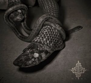 Картинки про змей настоящих   фото 019