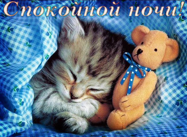 Картинки сладких снов котенок   милая подборка 001