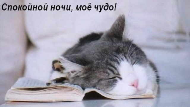 Картинки сладких снов котенок   милая подборка 014
