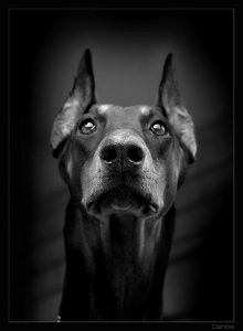 Картинки собаки черно белые картинки и фото015