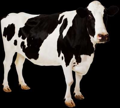 Корова картинки для детей на прозрачном фоне 007