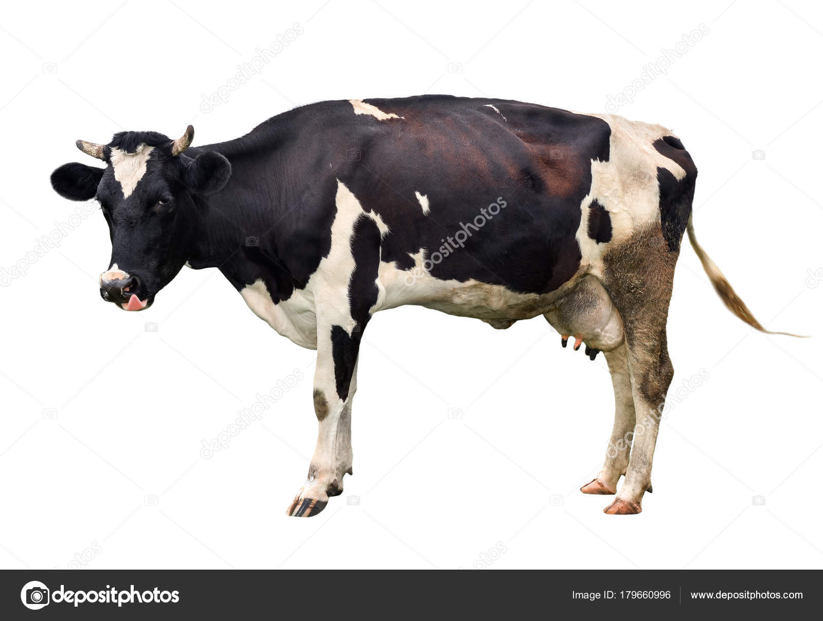 Корова на прозрачном фоне   картинки для детей (40)