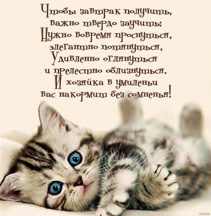 Картинка с котиком и пожеланием сладких снов | Скачать бесплатно