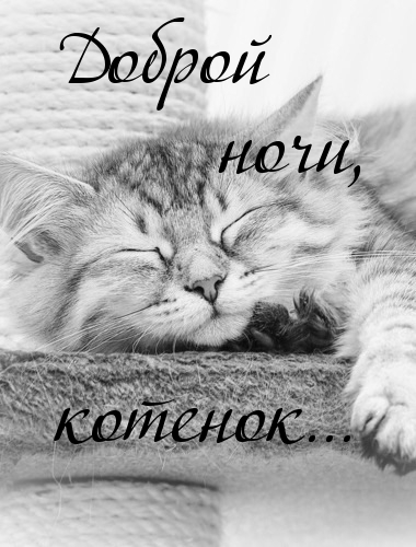 Открытка спокойной ночи с котом