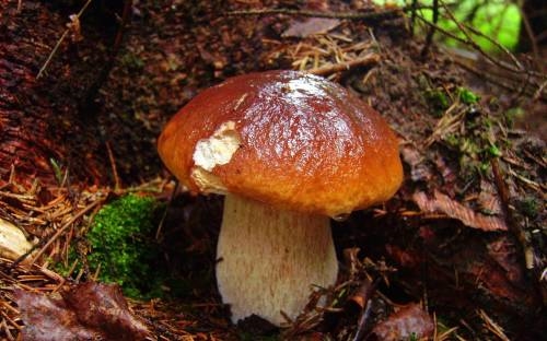 Красивые картинки грибы и лес 014