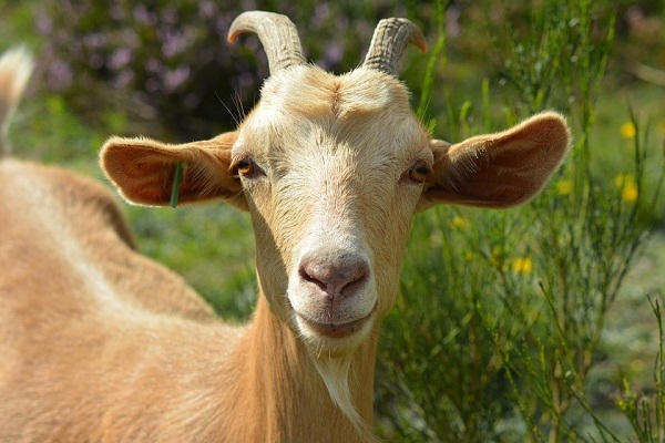 Красивые картинки коза с козленком006