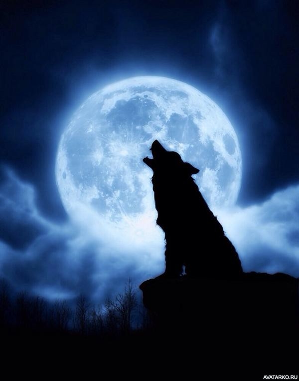 Красивые картинки луна и волк 008