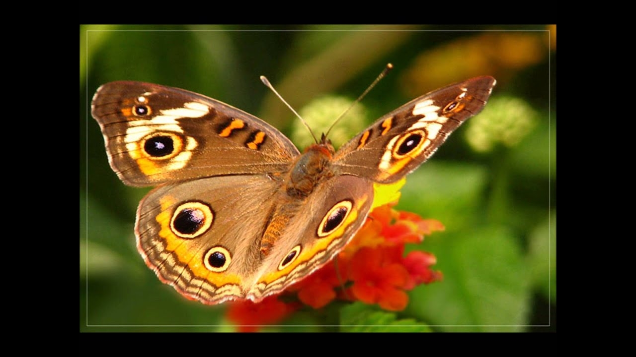 Красивые картинки на телефон бабочки (13)