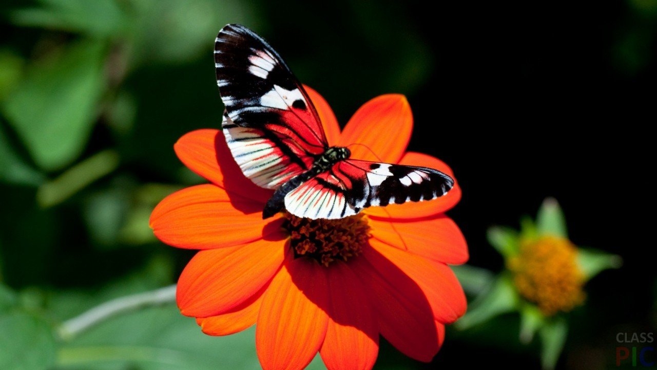 Красивые картинки на телефон бабочки (26)