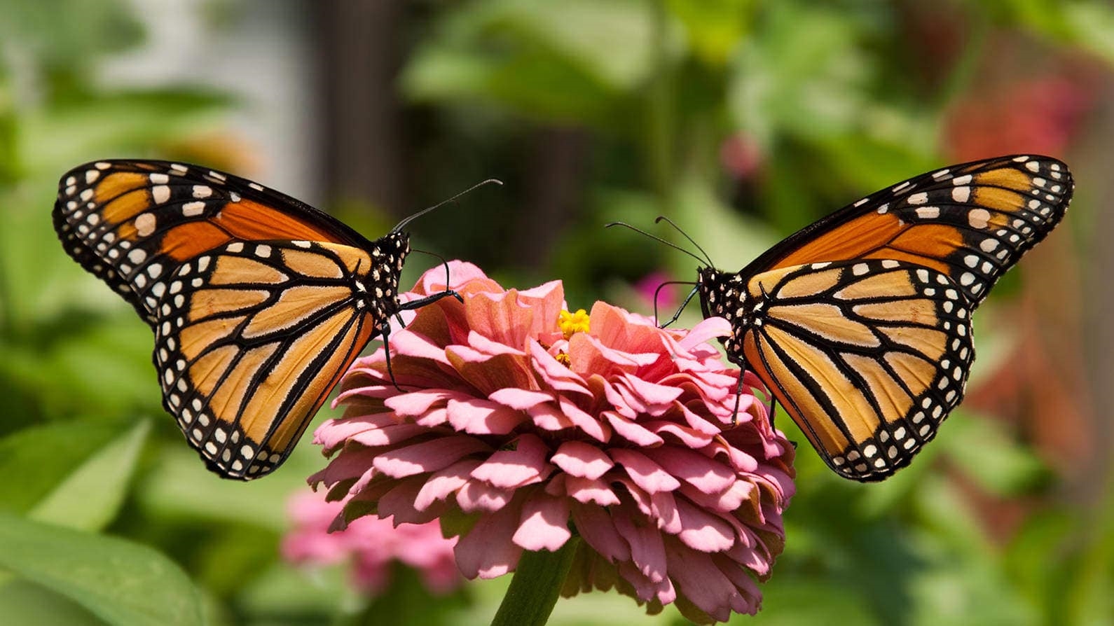 Бабочка Данаида Монарх среда обитания