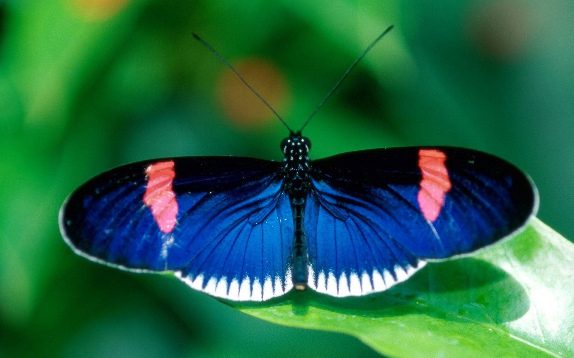 Олимпиус Инферно бабочка