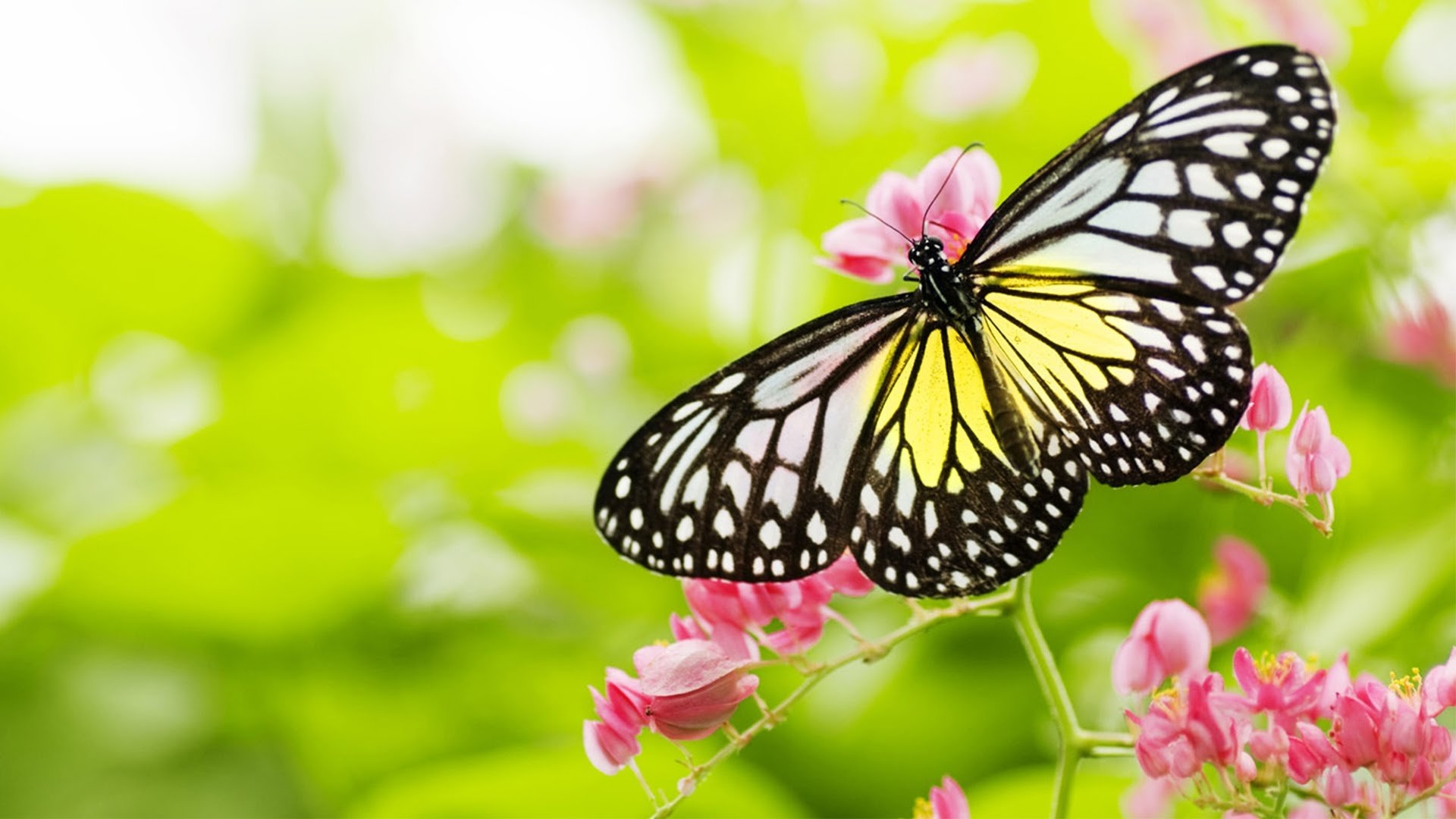 Красивые картинки на телефон бабочки   подборка (4)