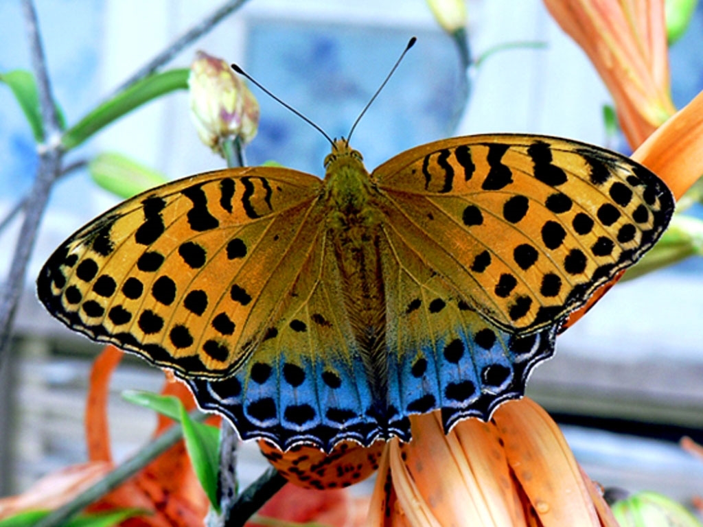 Красивые мерцающие картинки бабочки