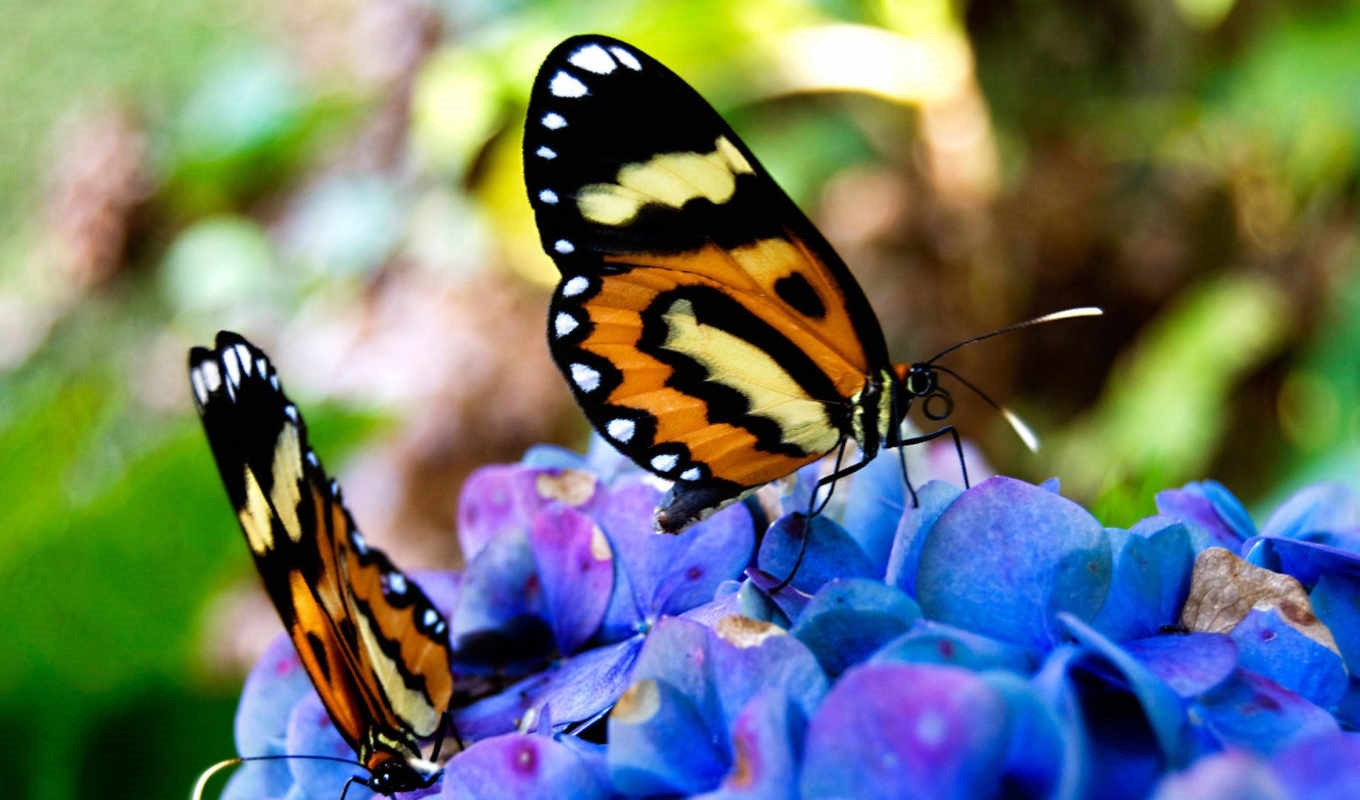 Красивые картинки на телефон бабочки   подборка (8)