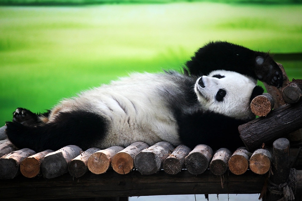 Красивые картинки панда спокойной ночи 017