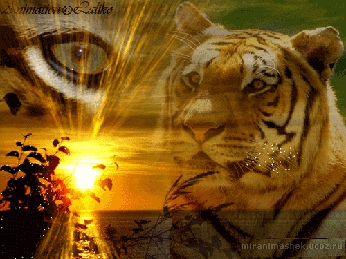 Красивые картинки про тигров смотреть бесплатно 014