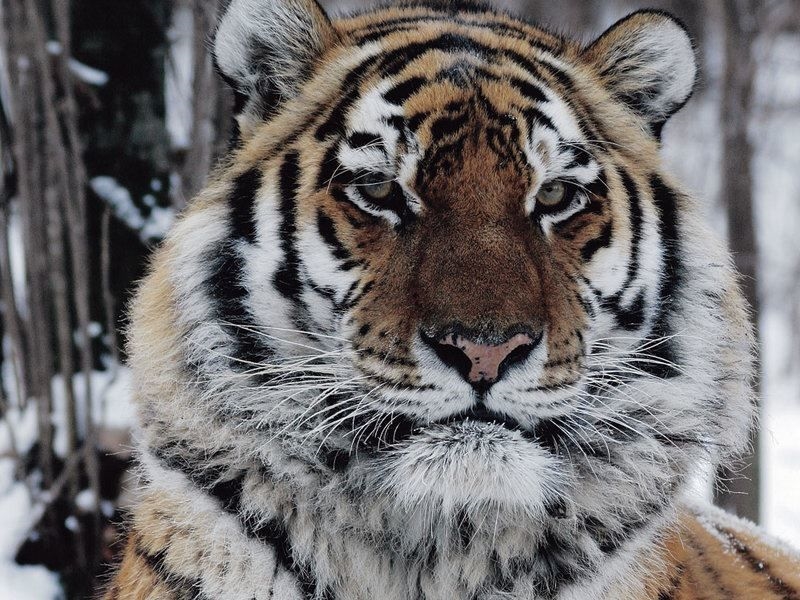 Красивые картинки про тигров смотреть бесплатно 015