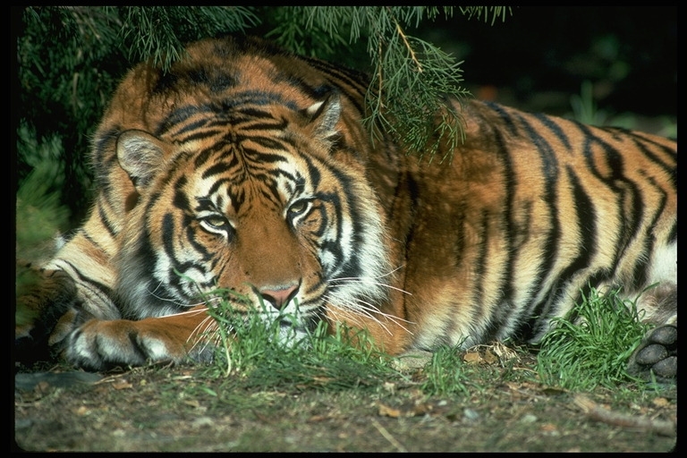 Красивые картинки про тигров смотреть бесплатно 025