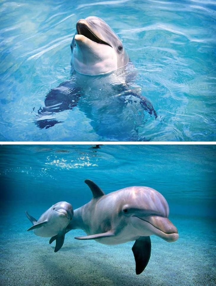 Красивые картинки с дельфинами005